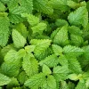 Lemon Balm Live Plant – Culinary Herb Shrub 6-7 Inch Tall – Fragrant Edible Leaves - Image 1
