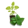 Lemon Balm Live Plant – Fresh Scent Herb – 1 Plug Starter – Indoor/Outdoor - Image 1
