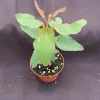 Lemon Eucalyptus Live Plant - Fragrant Foliage, 3 Inch Pot, Outdoor/Indoor - Image 1