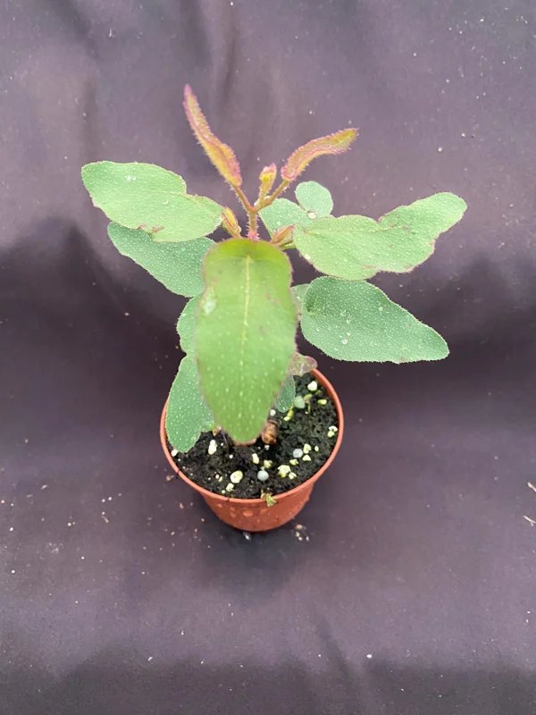 Lemon Eucalyptus Live Plant - Fragrant Foliage, 3 Inch Pot, Outdoor/Indoor - Image 1