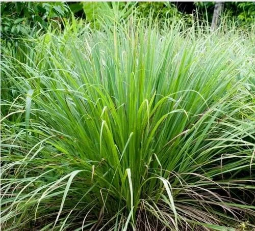 Lemon Grass Live Plant – 1 Gallon Pot – Culinary Herb & Repellent - Image 2