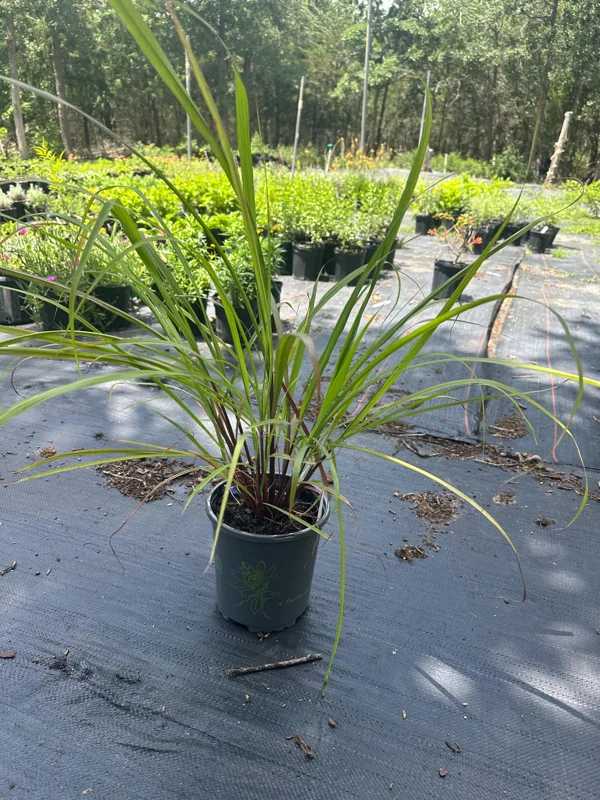 Lemon Grass Live Plant – 1 Gallon Pot – Culinary Herb & Repellent - Image 1