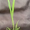 Lemon Grass Live Plant – Cymbopogon citratus – Fast Growing Herb – 3" Pot Lemon Grass Live Plant – Cymbopogon citratus – Fast Growing Herb – 3" Pot - Image 1