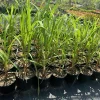 Lemongrass Live Plant – Cymbopogon citratus – 1 Gallon Pot – Culinary Herb - Image 1