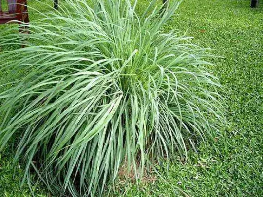 Lemongrass Live Plant – Rooted Starter – Perennial Citrus Grass - Image 1