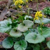 Leopard Plant (Farfugium gigantea) Live Plant - 1 Gallon Potted Perennial Leopard Plant (Farfugium gigantea) Live Plant - 1 Gallon Potted Perennial - Image 1