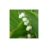 Lily of the Valley Live Plant – Shade Perennial Ground Cover – 5.25" Pot - Image 1