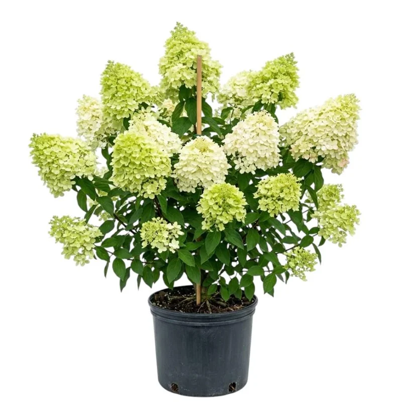 Limelight Hydrangea Live Plant - 2.5 Inch Pot, Cold-Hardy Panicle Shrub Limelight Hydrangea Live Plant - 2.5 Inch Pot, Cold-Hardy Panicle Shrub - Image 1