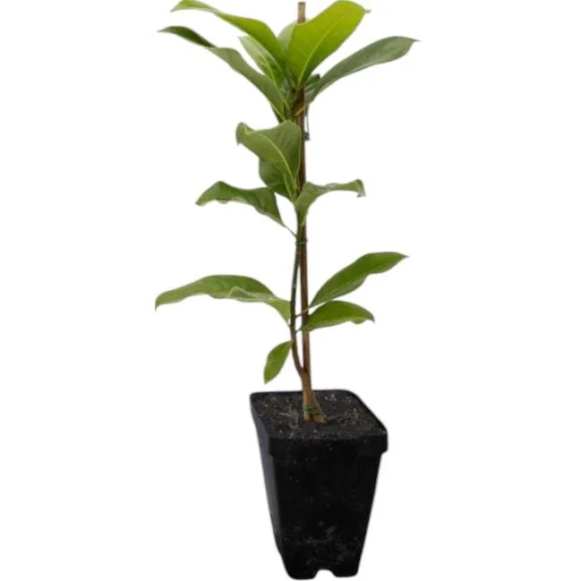 Limelight Hydrangea Live Plant - 2.5 Inch Pot, Cold-Hardy Panicle Shrub Limelight Hydrangea Live Plant - 2.5 Inch Pot, Cold-Hardy Panicle Shrub - Image 2