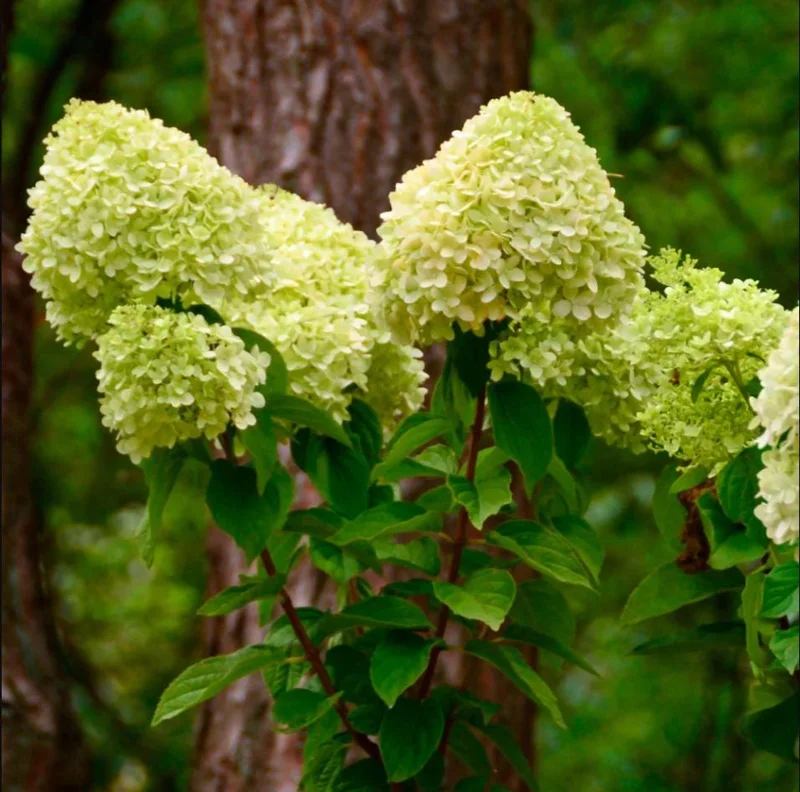 Limelight Hydrangea Live Plant - 2.5 Inch Pot, Cold-Hardy Panicle Shrub Limelight Hydrangea Live Plant - 2.5 Inch Pot, Cold-Hardy Panicle Shrub - Image 3