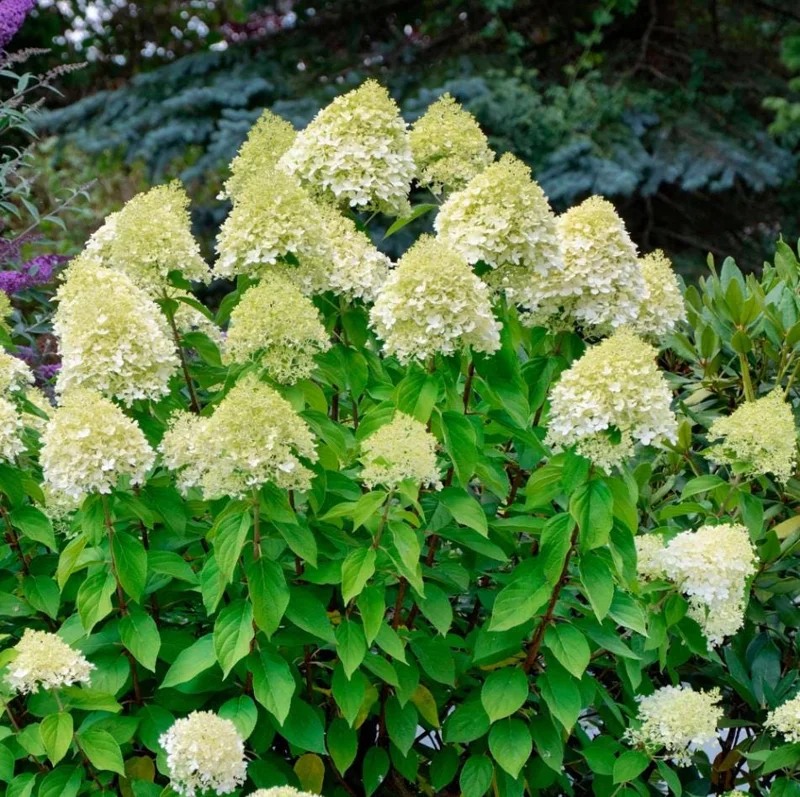 Limelight Hydrangea Live Plant - 2.5 Inch Pot, Cold-Hardy Panicle Shrub Limelight Hydrangea Live Plant - 2.5 Inch Pot, Cold-Hardy Panicle Shrub - Image 4