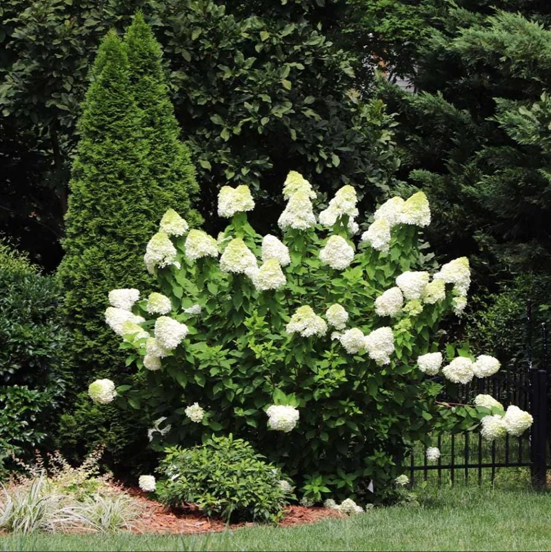 Limelight Hydrangea Live Plant - 2.5 Inch Pot, Cold-Hardy Panicle Shrub Limelight Hydrangea Live Plant - 2.5 Inch Pot, Cold-Hardy Panicle Shrub - Image 5
