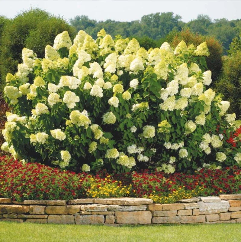 Limelight Hydrangea Live Plant - 2.5 Inch Pot, Cold-Hardy Panicle Shrub Limelight Hydrangea Live Plant - 2.5 Inch Pot, Cold-Hardy Panicle Shrub - Image 6