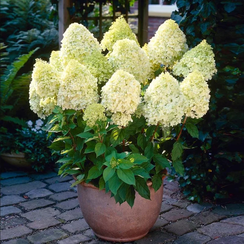 Limelight Hydrangea Live Plant - 2.5 Inch Pot, Cold-Hardy Panicle Shrub Limelight Hydrangea Live Plant - 2.5 Inch Pot, Cold-Hardy Panicle Shrub - Image 7
