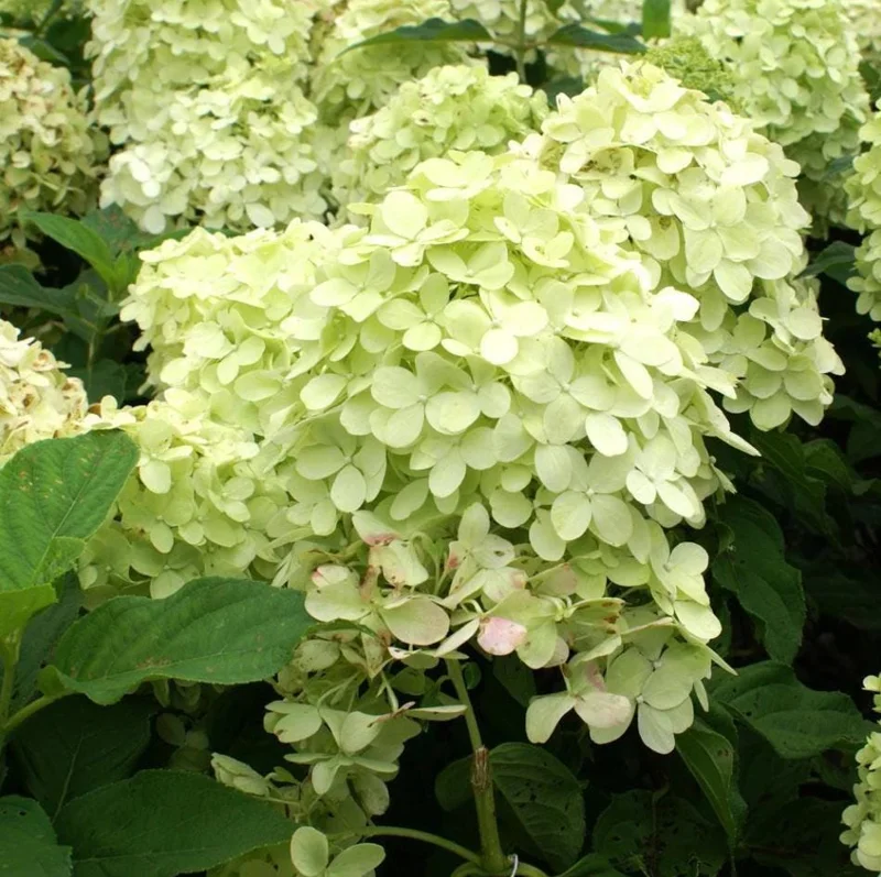 Limelight Hydrangea Live Plant - 2.5 Inch Pot, Cold-Hardy Panicle Shrub Limelight Hydrangea Live Plant - 2.5 Inch Pot, Cold-Hardy Panicle Shrub - Image 8