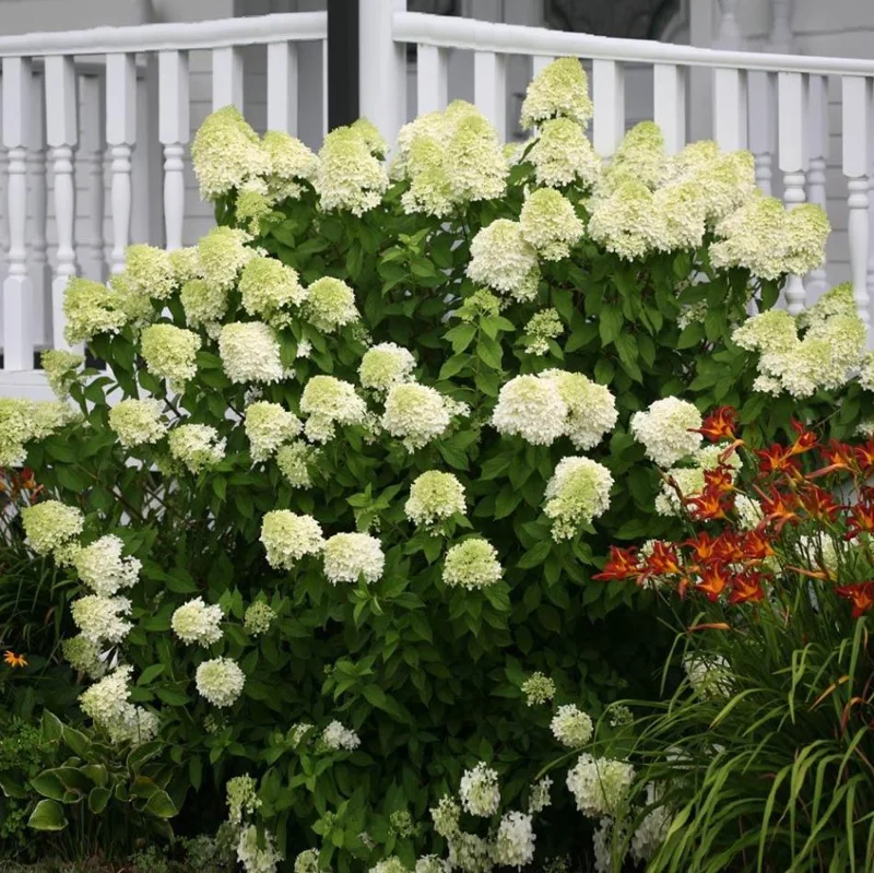 Limelight Hydrangea Live Plant - 2.5 Inch Pot, Cold-Hardy Panicle Shrub Limelight Hydrangea Live Plant - 2.5 Inch Pot, Cold-Hardy Panicle Shrub - Image 9