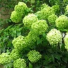 Limelight Hydrangea Seeds - 5 Perennial Flower Seeds for Garden - Image 1