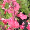Lipstick Salvia Greggi Live Plant – 1 Gallon – Outdoor Shrub Lipstick Salvia Greggi Live Plant – 1 Gallon – Outdoor Shrub - Image 1