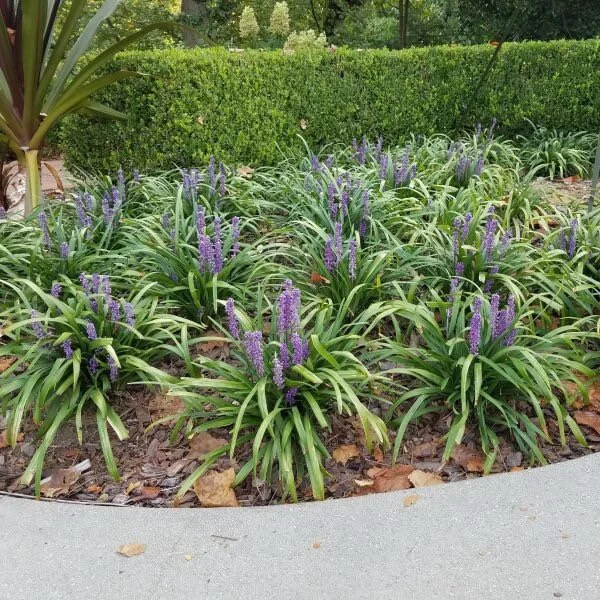 Liriope Muscari 'Giant' Live Plant – 1 Gallon Pot – Outdoor Perennial - Image 2