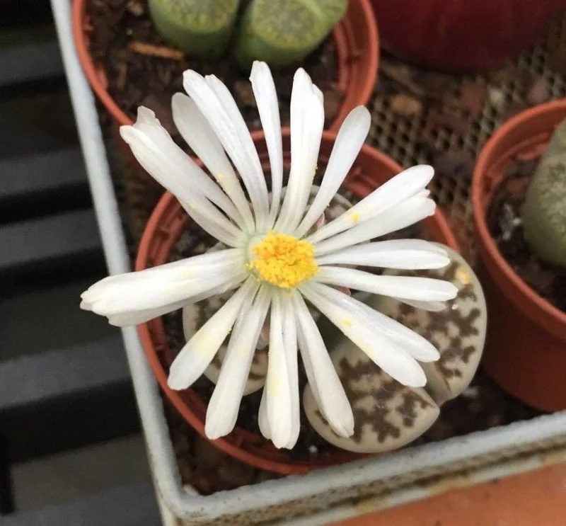 Lithops Living Stones Live Plant – 2 inch Pot – Indoor Succulent - Image 2