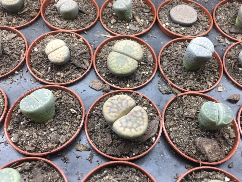 Lithops Living Stones Live Plant – 2 inch Pot – Indoor Succulent - Image 1