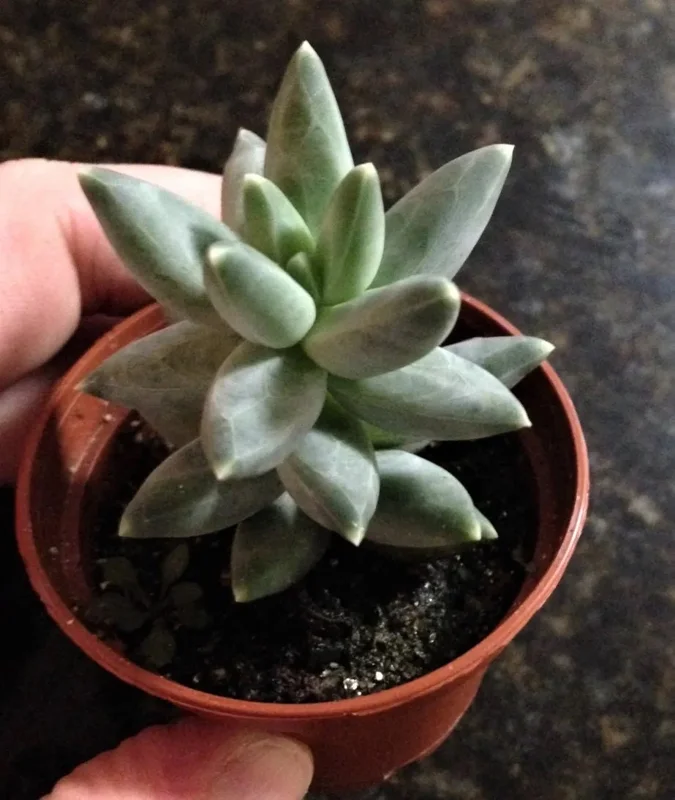 Little Jewel Succulent Live Plant - Pachyveria Haageii v. Compactum - Indoor/Outdoor - Image 2