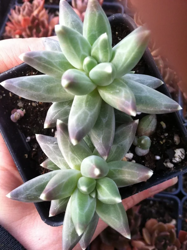Little Jewel Succulent Live Plant - Pachyveria Haageii v. Compactum - Indoor/Outdoor Little Jewel Succulent Live Plant - Pachyveria Haageii v. Compactum - Indoor/Outdoor - Image 3