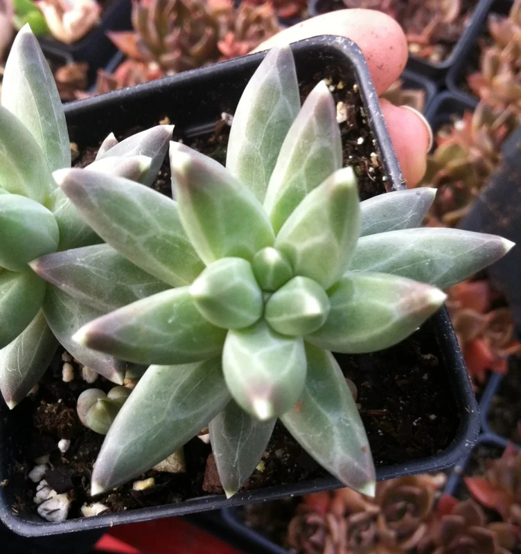 Little Jewel Succulent Live Plant - Pachyveria Haageii v. Compactum - Indoor/Outdoor - Image 1