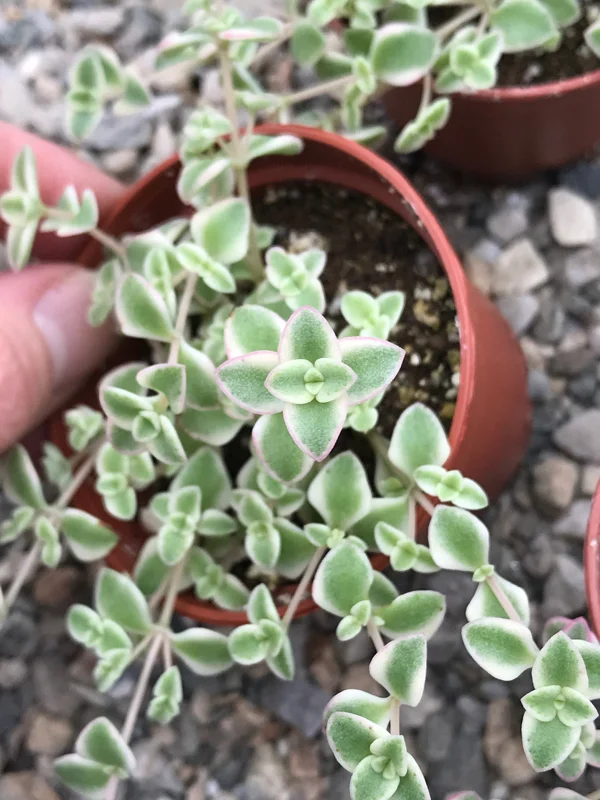 Little Missy Sedum Stonecrop Live Plant - Compact Succulent for Gardens - Image 2