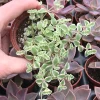 Little Missy Sedum Stonecrop Live Plant - Compact Succulent for Gardens Little Missy Sedum Stonecrop Live Plant - Compact Succulent for Gardens - Image 1