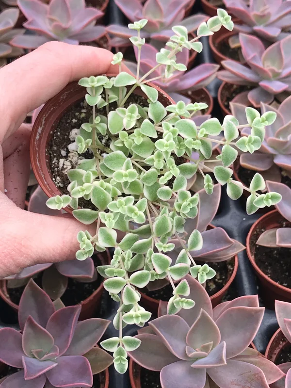 Little Missy Sedum Stonecrop Live Plant - Compact Succulent for Gardens - Image 1