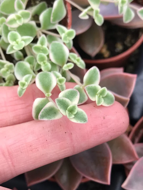Little Missy Sedum Stonecrop Live Plant - Compact Succulent for Gardens Little Missy Sedum Stonecrop Live Plant - Compact Succulent for Gardens - Image 3