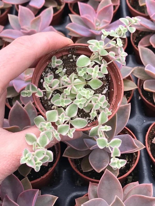 Little Missy Sedum Stonecrop Live Plant - Compact Succulent for Gardens Little Missy Sedum Stonecrop Live Plant - Compact Succulent for Gardens - Image 4