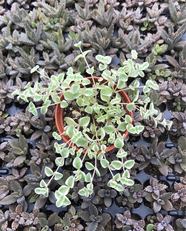 Little Missy Sedum Stonecrop Live Plant - Compact Succulent for Gardens Little Missy Sedum Stonecrop Live Plant - Compact Succulent for Gardens - Image 5