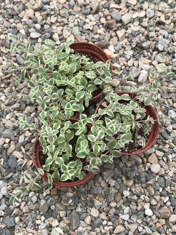Little Missy Sedum Stonecrop Live Plant - Compact Succulent for Gardens Little Missy Sedum Stonecrop Live Plant - Compact Succulent for Gardens - Image 6