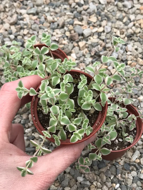 Little Missy Sedum Stonecrop Live Plant - Compact Succulent for Gardens Little Missy Sedum Stonecrop Live Plant - Compact Succulent for Gardens - Image 7