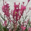 Live Dwarf Pink Kangaroo Paw Plant - Anigozanthos Bush Pearl - 1 Gallon Potted - Image 1