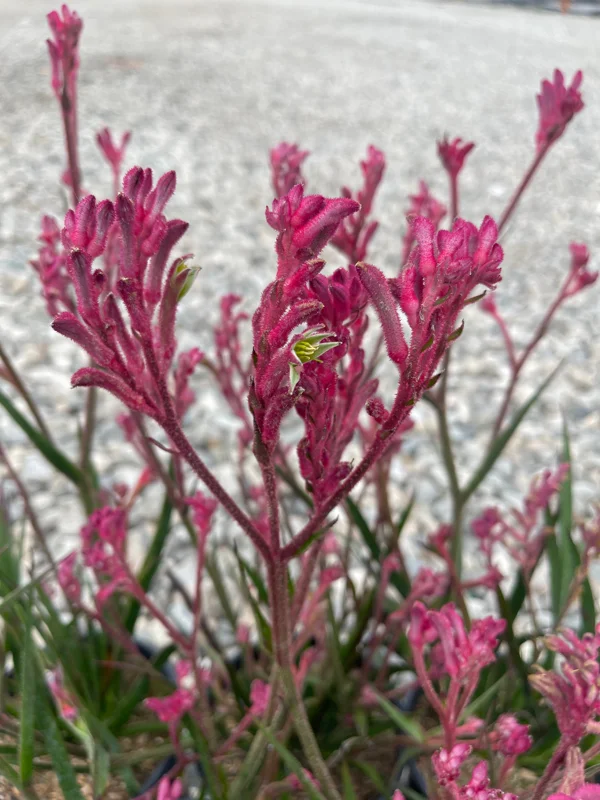 Live Dwarf Pink Kangaroo Paw Plant - Anigozanthos Bush Pearl - 1 Gallon Potted Live Dwarf Pink Kangaroo Paw Plant - Anigozanthos Bush Pearl - 1 Gallon Potted - Image 1