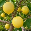 Live Persian Sweet Lemon Plant - Citrus Limetta, Indoor/Outdoor Fruit Tree - Image 1