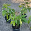 Live White Sapote Seedling Plant - 1 Gallon Nursery Pot, Established Rooted Fruit Tree - Image 1