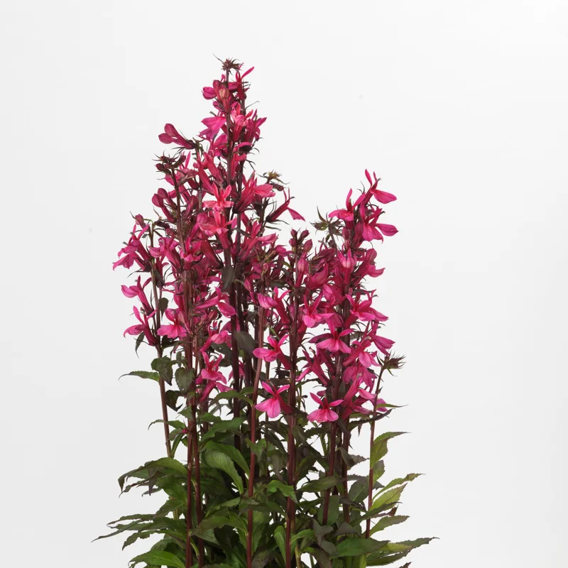Lobelia Starship Deep Rose Cardinal Flower Perennial Live Plant - Image 2