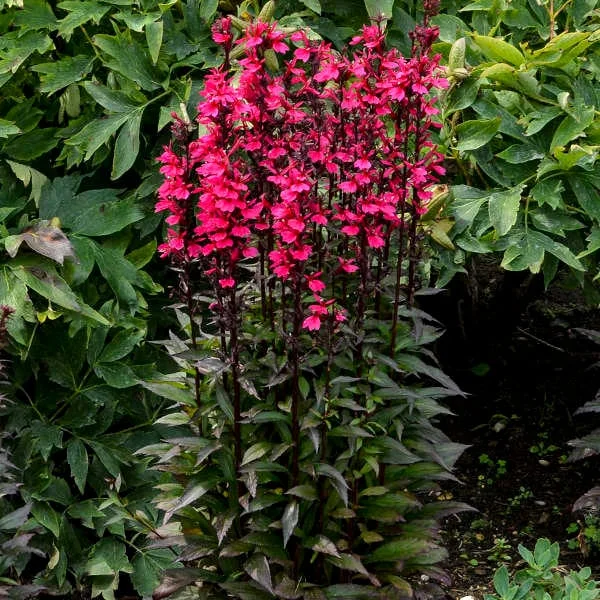 Lobelia Starship Deep Rose Cardinal Flower Perennial Live Plant - Image 1