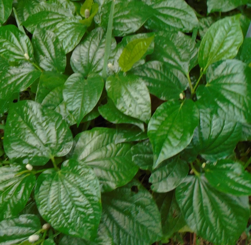 Lolot Betel Leaves Bare Roots Live Plants - Set of 5 Piper Sarmentosum Lolot Betel Leaves Bare Roots Live Plants - Set of 5 Piper Sarmentosum - Image 3