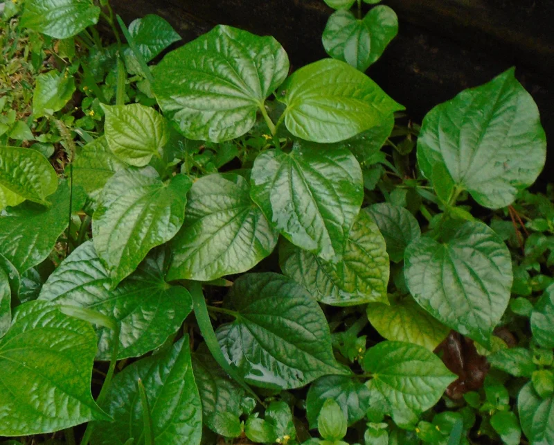 Lolot Betel Leaves Bare Roots Live Plants - Set of 5 Piper Sarmentosum Lolot Betel Leaves Bare Roots Live Plants - Set of 5 Piper Sarmentosum - Image 4