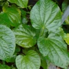 Lolot Betel Leaves Bare Roots Live Plants - Set of 5 Piper Sarmentosum Lolot Betel Leaves Bare Roots Live Plants - Set of 5 Piper Sarmentosum - Image 1