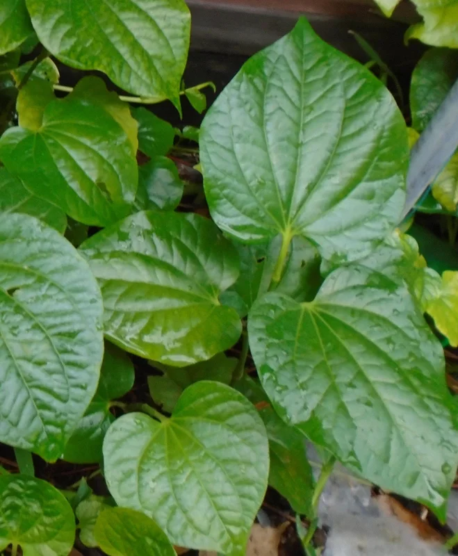 Lolot Betel Leaves Bare Roots Live Plants - Set of 5 Piper Sarmentosum Lolot Betel Leaves Bare Roots Live Plants - Set of 5 Piper Sarmentosum - Image 1