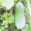 Long Winter Melon Live Plant - 4 Inch Pot, 6-8 Inch Height, Well Rooted Vine - Image 1