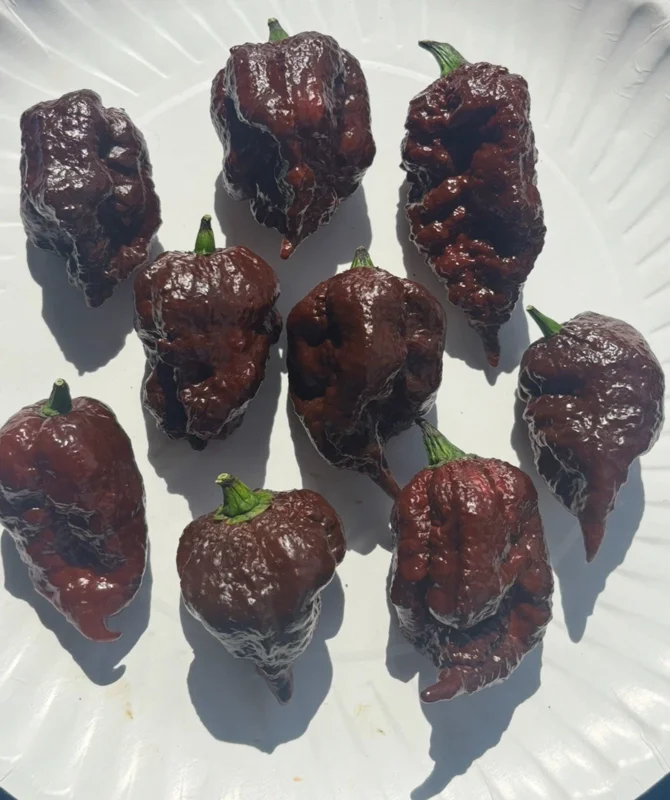 Lot of 3 Chocolate Reaper Scorpion Live Super Hot Pepper Plants, 75+ Days Old, Vegetative Lot of 3 Chocolate Reaper Scorpion Live Super Hot Pepper Plants, 75+ Days Old, Vegetative - Image 2