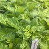 Lot of 3 Chocolate Reaper Scorpion Live Super Hot Pepper Plants, 75+ Days Old, Vegetative - Image 1