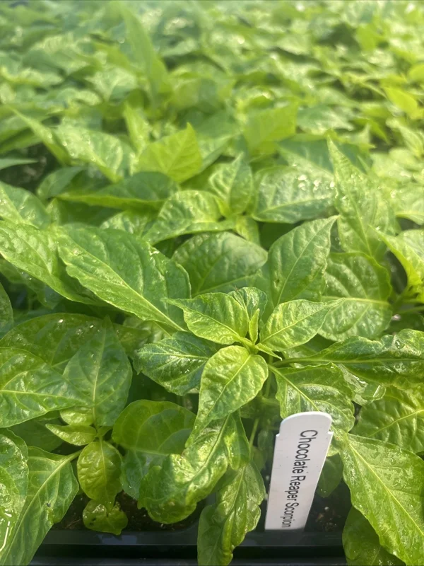 Lot of 3 Chocolate Reaper Scorpion Live Super Hot Pepper Plants, 75+ Days Old, Vegetative Lot of 3 Chocolate Reaper Scorpion Live Super Hot Pepper Plants, 75+ Days Old, Vegetative - Image 1